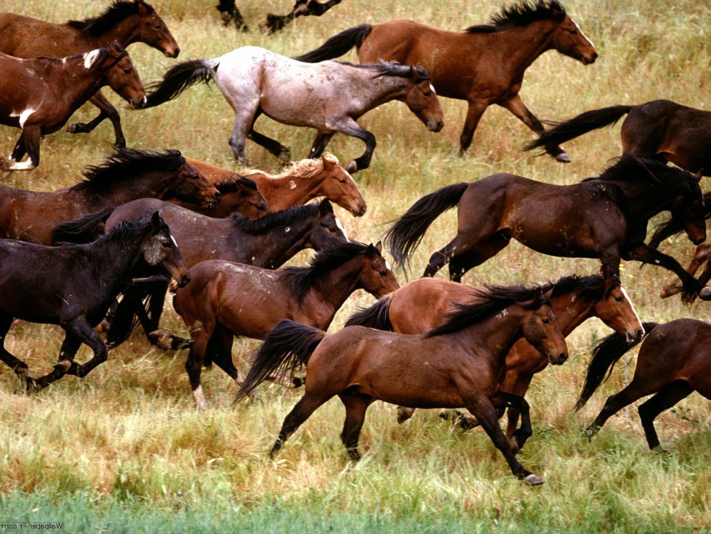 Un Troupeau De Cheval Ou De Chevaux