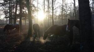 Chevaux de balade au paddock