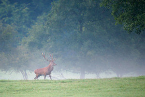 brame-du-cerf-2011-09-17-07_53_39