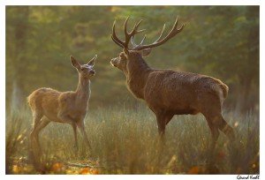 biche-et-cerf